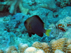 Dascyllus flavicaudus