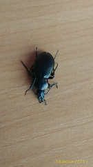 Carabus henningi