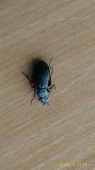 Carabus henningi
