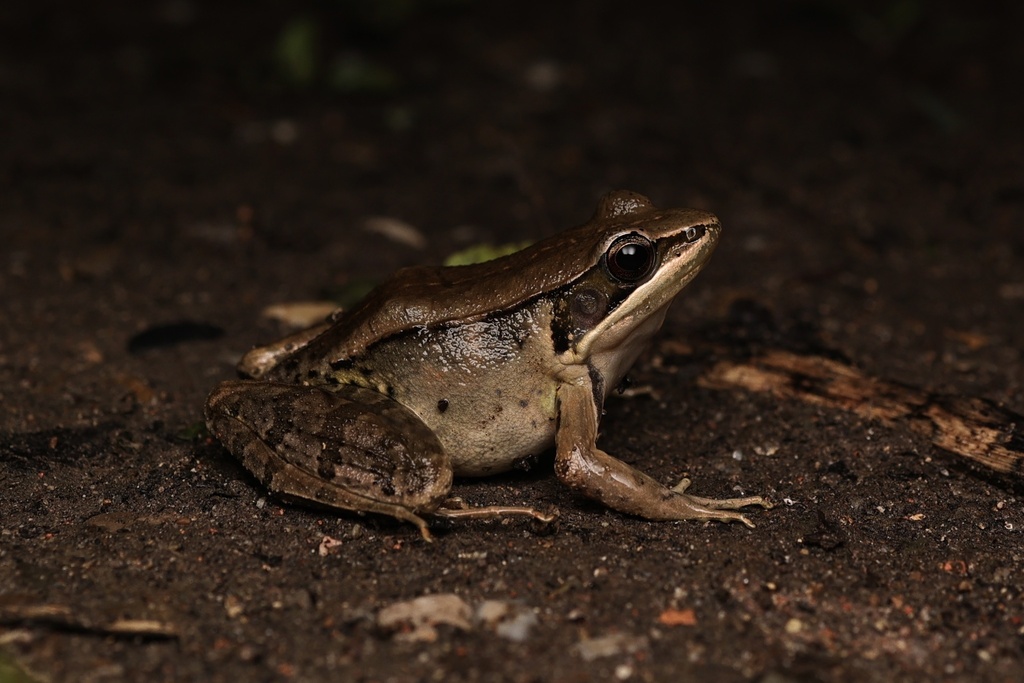 Mangven Chang's Music Frog