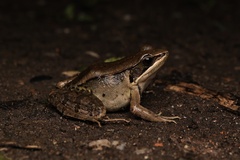 Mangven Chang's Music Frog photo 1