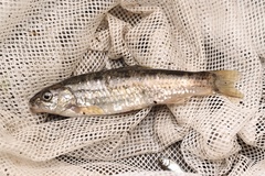 Finestreaked Gudgeon photo 3