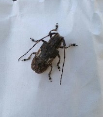 Mesosa nebulosa