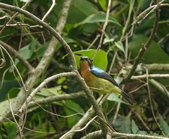 Chalcoparia singalensis