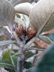 Oliganthes sublanata