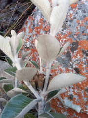 Oliganthes sublanata