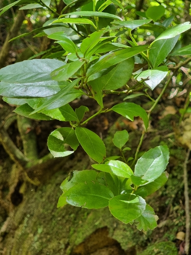 Image of Ilex perado by (c) Vítor Jorge, some rights reserved (CC BY)