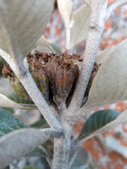Oliganthes sublanata