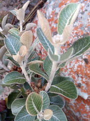 Oliganthes sublanata