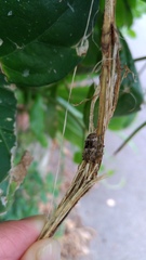 Prosoplus bankii