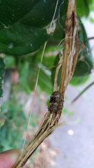 Prosoplus bankii