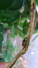 Prosoplus bankii