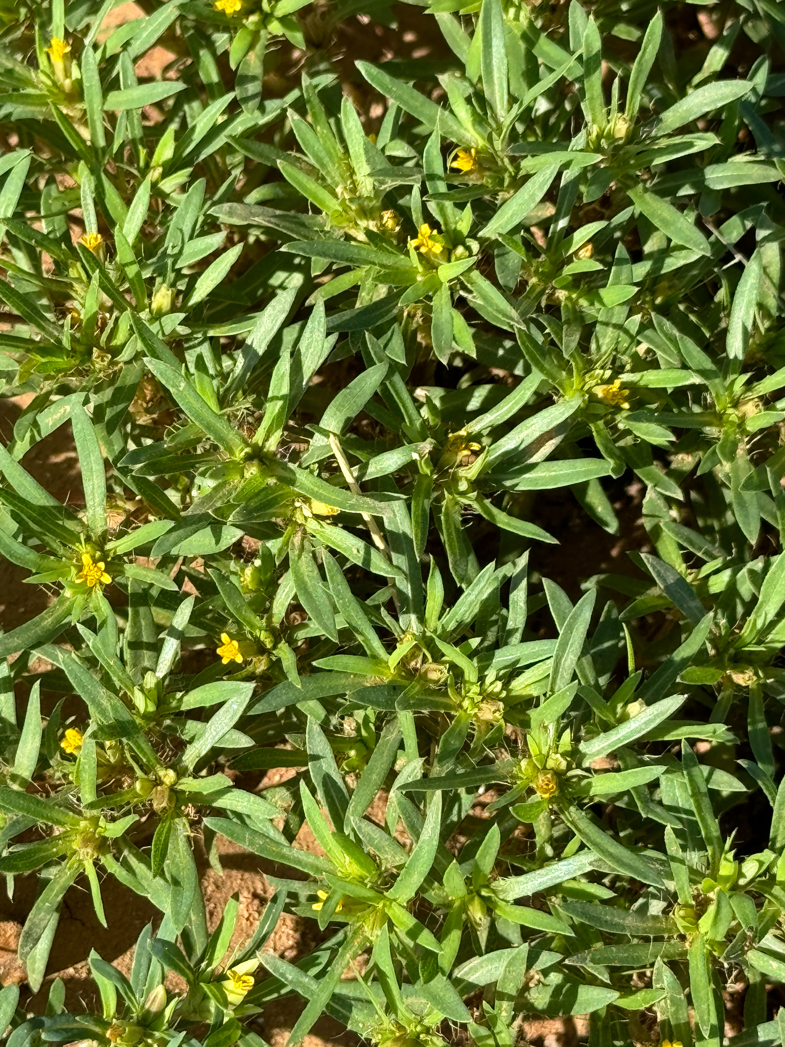 Imagem de Carrapicho-de-agulha