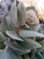 Distephanus eriophyllus image