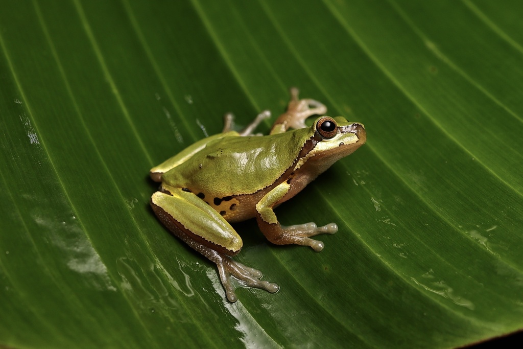 San Chiang Treefrog