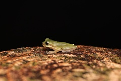 San Chiang Treefrog photo 5