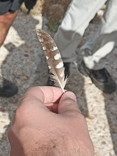 Plume de Petit-duc scops