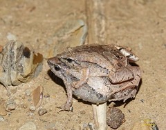 Microhyla mymensinghensis