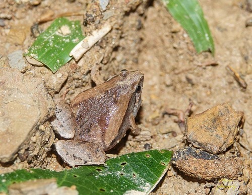Mymensingh Narrow-mouthed Frog, Microhyla mymensinghensis