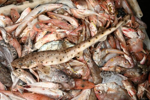 Graceful catshark (Proscyllium habereri) — Proscylliidae