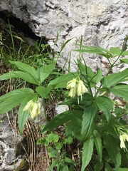 Cardamine enneaphyllos