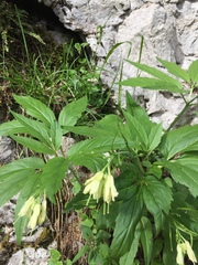 Cardamine enneaphyllos