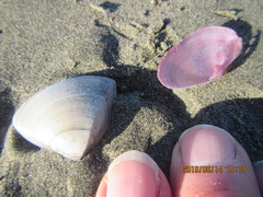 Gari lineolata