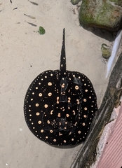 Xingu Freshwater Stingray photo 2
