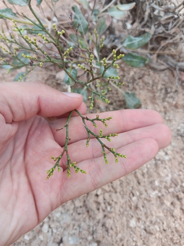 Image of Thompson's Wild Buckwheat (Eriogonum thompsoniae) by no rights reserved