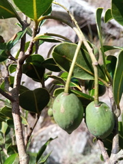 Calophyllum milvum