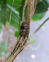Prosoplus bankii