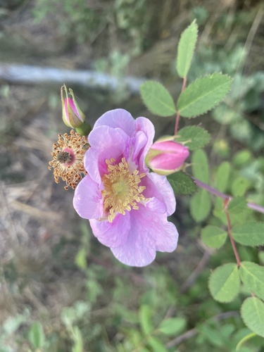 iNaturalist observation photo of California Wild Rose