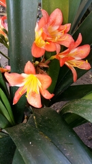 Clivia miniata miniata