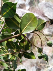 Calophyllum milvum