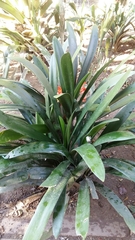 Clivia miniata miniata