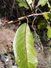 Dicoryphe viticoides