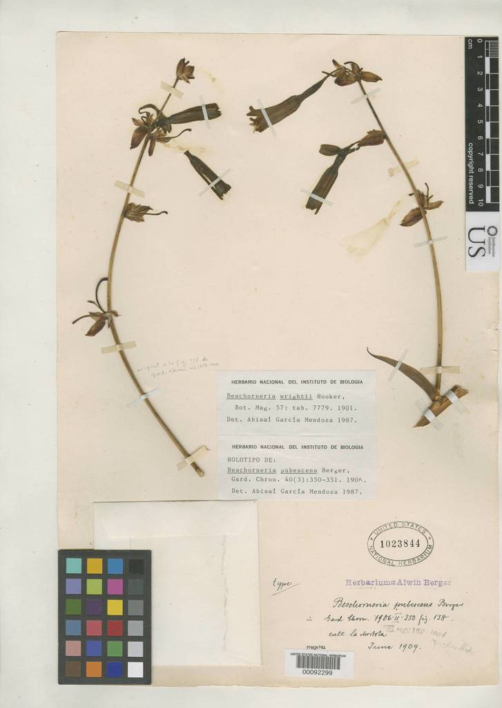 Beschorneria wrightii (Wright's Mexican Lily)
