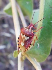 Codophila varia