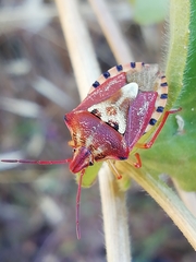 Codophila varia