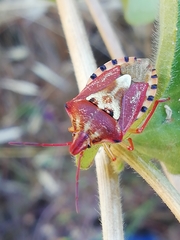 Codophila varia