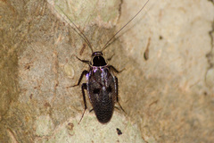 Allacta bimaculata