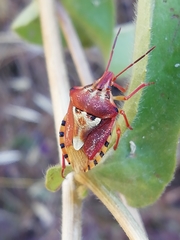 Codophila varia