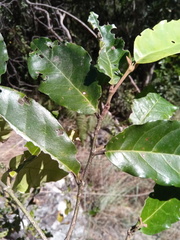 Dicoryphe viticoides