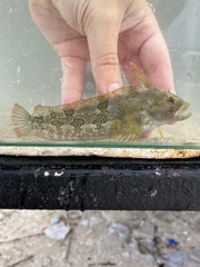 Super Klipfish photo 4