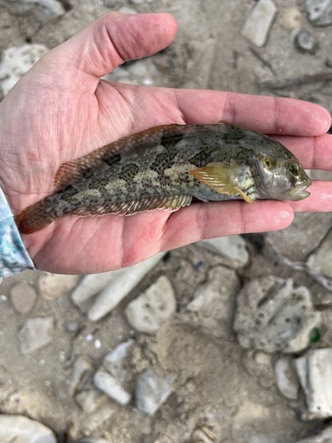 Super klipfish (Clinus superciliosus) — Clinidae — 3