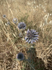 Echinops spinosissimus bithynicus