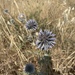 Bithynian Globe-Thistle - Photo (c) kristenpulley, some rights reserved (CC BY-NC)