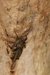 Gorochovitettix kannackiensis