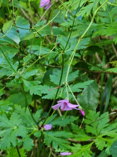 Image of Geranium palmatum by (c) Vítor Jorge, some rights reserved (CC BY)
