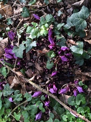 Lathraea clandestina